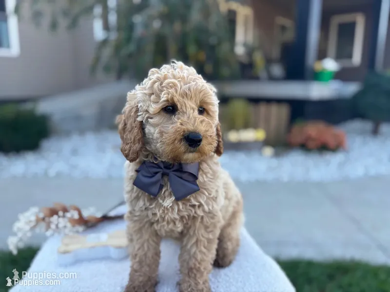 Benson  – Miniature Goldendoodle puppy for sale in Goshen, IN