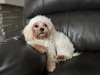 Leah , a female Shihpoo for sale in Goshen, IN – 9 of 10