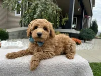 Abner , a male Miniature Goldendoodle for sale in Goshen, IN – 1 of 8