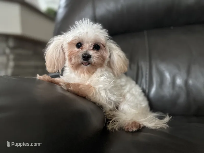 Lilly  – Shihpoo puppy for sale in Goshen, IN
