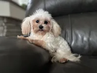 Lilly , a female Shihpoo for sale in Goshen, IN – 1 of 10