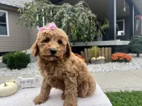 Abby , a female Miniature Goldendoodle for sale in Goshen, IN – 3 of 7