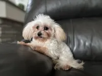 Lilly , a female Shihpoo for sale in Goshen, IN – 2 of 10