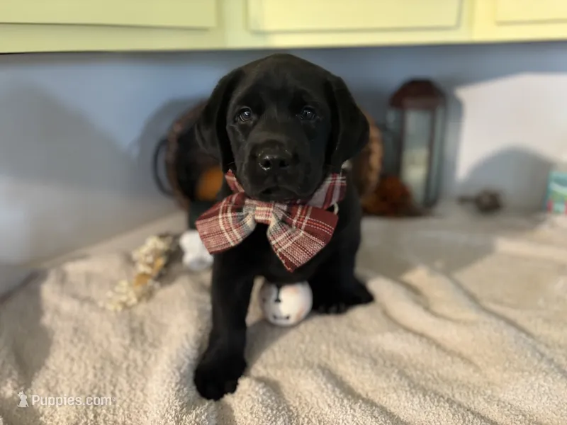 Mac  – Labrador Retriever puppy for sale in Goshen, IN