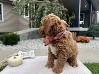 Asher , a male Miniature Goldendoodle for sale in Goshen, IN – 7 of 10