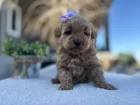Lily , a female Miniature Goldendoodle for sale in Goshen, IN – Photo 2 of 5