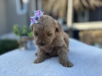 Lily , a female Miniature Goldendoodle for sale in Goshen, IN – Photo 3 of 5
