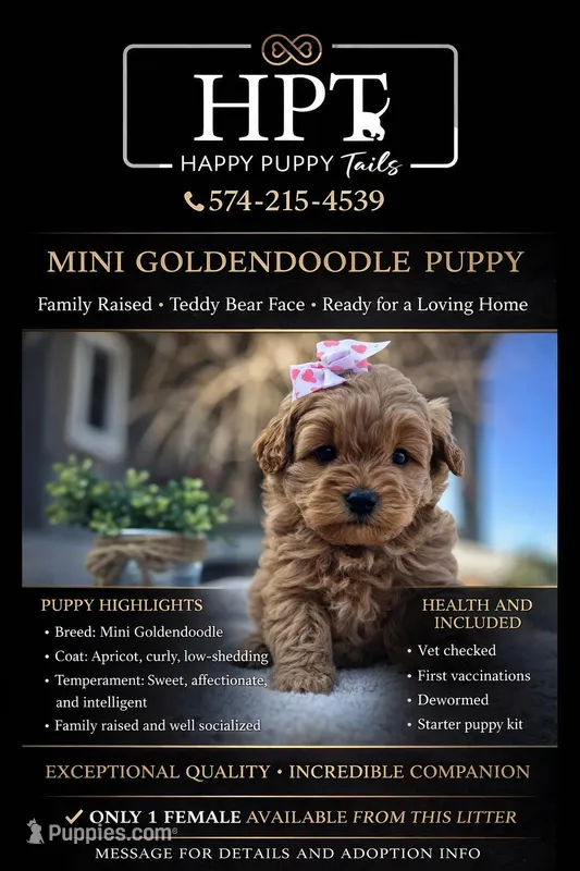Lily , a female Miniature Goldendoodle for sale in Goshen, IN – Photo 1 of 5