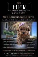 Lily , a female Miniature Goldendoodle for sale in Goshen, IN – Photo 1 of 5
