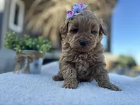 Lily , a female Miniature Goldendoodle for sale in Goshen, IN – Photo 5 of 5