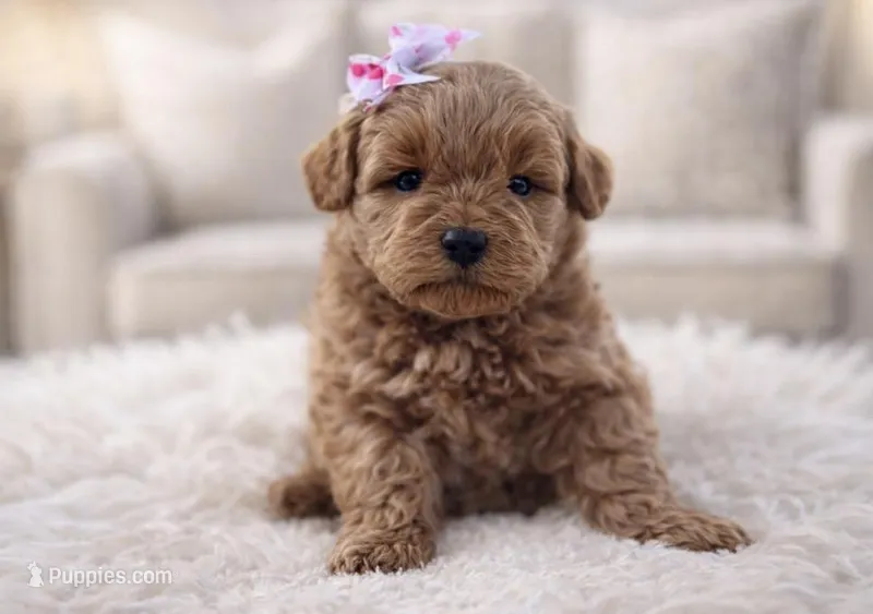 Lily  – Miniature Goldendoodle puppy for sale in Goshen, IN