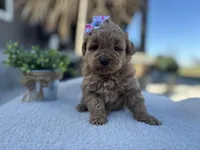 Lily , a female Miniature Goldendoodle for sale in Goshen, IN – Photo 4 of 5