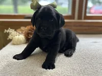 Molly , a female Labrador Retriever for sale in Goshen, IN – 4 of 4