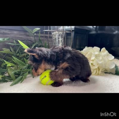 Simon, a male Yorkshire Terrier for sale in Goshen, IN – 2 of 2