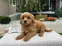 Bella , a female Miniature Goldendoodle for sale in Goshen, IN – 5 of 8