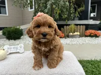 Allie , a female Miniature Goldendoodle for sale in Goshen, IN – 2 of 6