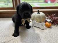 Mac , a male Labrador Retriever for sale in Goshen, IN – 4 of 4