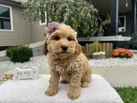 Barbie , a female Miniature Goldendoodle for sale in Goshen, IN – 5 of 8