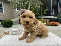 Barbie , a female Miniature Goldendoodle for sale in Goshen, IN – 4 of 8