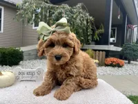 Anna, a female Miniature Goldendoodle for sale in Goshen, IN – 4 of 7