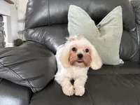 Leah , a female Shihpoo for sale in Goshen, IN – 2 of 10