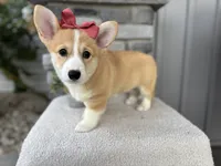 Luna , a female Pembroke Welsh Corgi for sale in Goshen, IN – 3 of 6