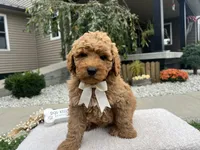 Bobby , a female Miniature Goldendoodle for sale in Goshen, IN – 7 of 7