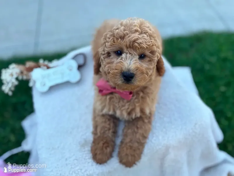 Clifford  – Miniature Goldendoodle puppy for sale in Goshen, IN