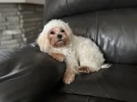 Leah , a female Shihpoo for sale in Goshen, IN – 8 of 10