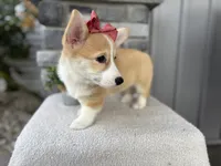 Luna , a female Pembroke Welsh Corgi for sale in Goshen, IN – 2 of 6