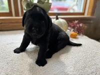 Molly , a female Labrador Retriever for sale in Goshen, IN – 3 of 4