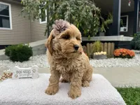 Barbie , a female Miniature Goldendoodle for sale in Goshen, IN – 3 of 8