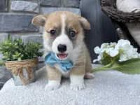 Liam, a male Pembroke Welsh Corgi for sale in Goshen, IN – 5 of 5