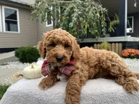 Asher , a male Miniature Goldendoodle for sale in Goshen, IN – 10 of 10