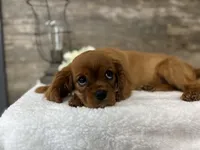 Winston , a male Cavalier King Charles Spaniel for sale in Goshen, IN – 2 of 7