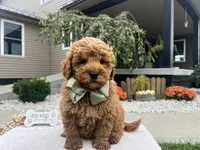 Charlies, a male Miniature Goldendoodle for sale in Goshen, IN – 4 of 8