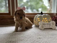 Nala , a female Miniature Goldendoodle for sale in Goshen, IN – 4 of 6