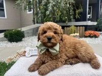Charlies, a male Miniature Goldendoodle for sale in Goshen, IN – 5 of 8