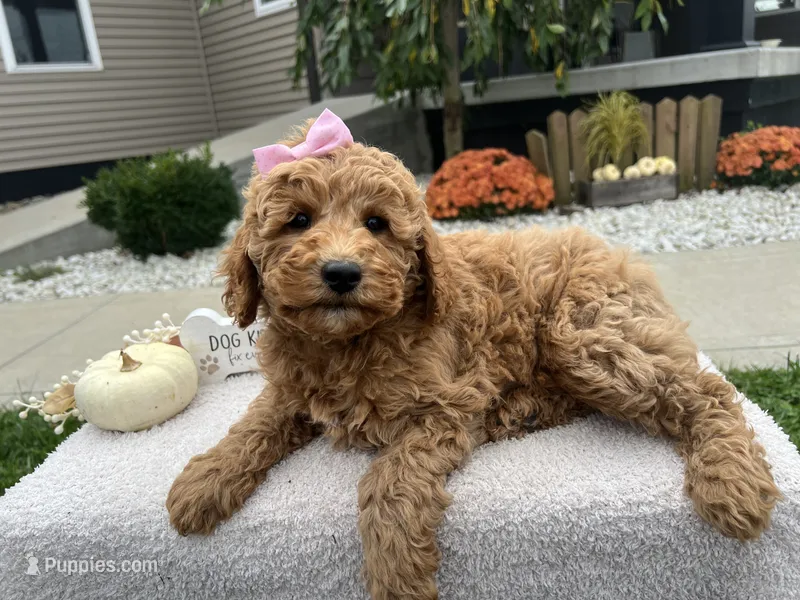 Abby  – Miniature Goldendoodle puppy for sale in Goshen, IN