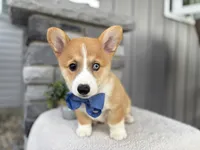 Liam, a male Pembroke Welsh Corgi for sale in Goshen, IN – 2 of 4
