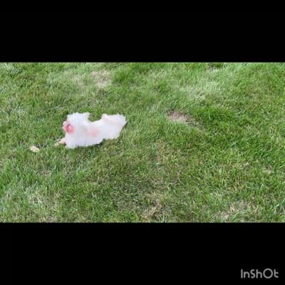 Lilly , a female Shihpoo for sale in Goshen, IN – 10 of 10