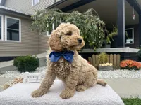 Bentley , a female Miniature Goldendoodle for sale in Goshen, IN – 4 of 6