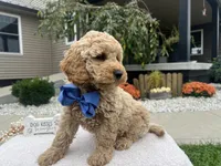 Bentley , a female Miniature Goldendoodle for sale in Goshen, IN – 3 of 6
