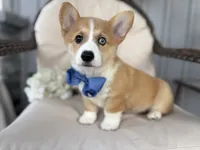 Liam, a male Pembroke Welsh Corgi for sale in Goshen, IN – 1 of 4