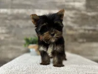 Peter , a male Yorkshire Terrier for sale in Goshen, IN – 2 of 4