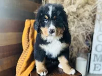 processed/222d0ef2-3135-488f-a202-6e8cd05ccfa0/listing/ac198b70-de31-4d8c-b6d9-580bc44bf978/825f5eb7-3ba8-403a-a3e3-c7e9371dee36