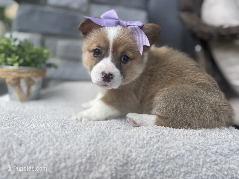 Luna  – Pembroke Welsh Corgi puppy for sale in Goshen, IN
