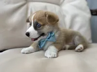 Liam, a male Pembroke Welsh Corgi for sale in Goshen, IN – 2 of 5
