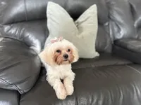 Leah , a female Shihpoo for sale in Goshen, IN – 4 of 10