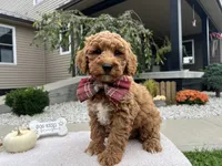 Asher , a male Miniature Goldendoodle for sale in Goshen, IN – 1 of 10